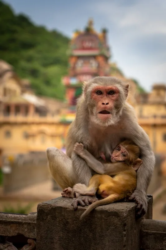 A monkey holding its baby on a stone wall, with a temple softly blurred behind them.