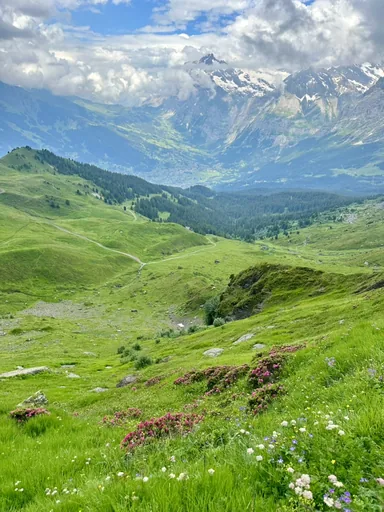 Green alpine meadows with wildflowers running down a valley toward snowy peaks.