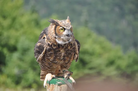 A great horned owl perched on a post against a soft green forest.